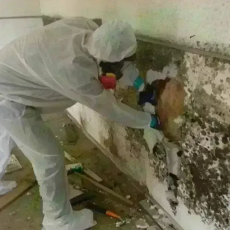 Mold Remediation and Removal in Green Meadows, OH